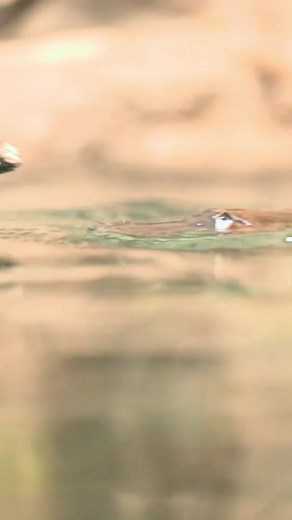 Fun fact: the Safari Park is the only place you cab ser plapitypuses outside of Australia. @ze frank #platypus #sdzsafaripark