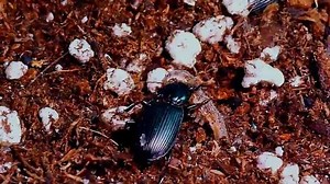 A ground beetle (Pterostichus melanarius) attacking and eating a corn...