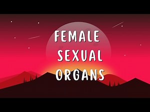 Female sexual organs anatomy