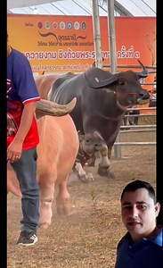 Essa é uma raça de boi diferente de outros #viralizar #boi #top | Jose Cicero