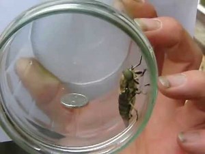 Tabanus sudeticus; the giant horse-fly