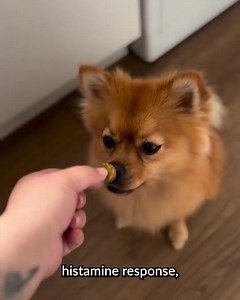 48 reactions · 14 comments | “As dog parents, here’s how we take dogs...