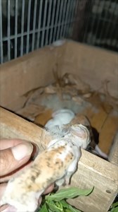 😱 | Oka Setia Putra