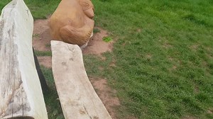Loving the wooden carvings on the Play Trail at Coombe Valley Nature Reserve. | Teignmouth Events