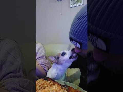 Nose bitt #selfindulgent er .dog can't control her self around food 👃