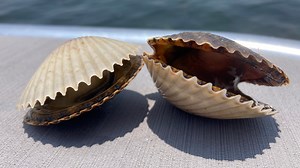 Scallop season on pause in this Florida county. What toxins prompted the FWC move