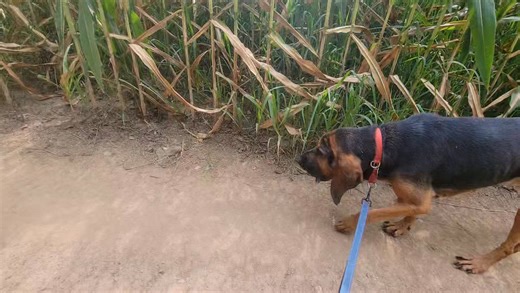 💚 ☀️TODAY - 12PM TO 2PM ☀️ 💚 SUNDAY, Sept. 7, come get some beagle love, talk with fellow dog lovers, or learn more about volunteering with Nittany Beagle Rescue 💗 🐾 Aaarroooo Aaarroooo! Come join us, TODAY, Sunday, 9/7! We'll be at Lyons Kennels from 12p-2p, with some of our adoptable beagles! 📍Can't make it Sunday? Come see us on one of the following dates... 9/20, or SPECIAL LOCATION: 9/28 - Woofstock in Riverfront, Harrisburg PA, 11am-5pm, SPECIAL EVENT: Oct. 3 & 4 - Fundraiser Yard Sal