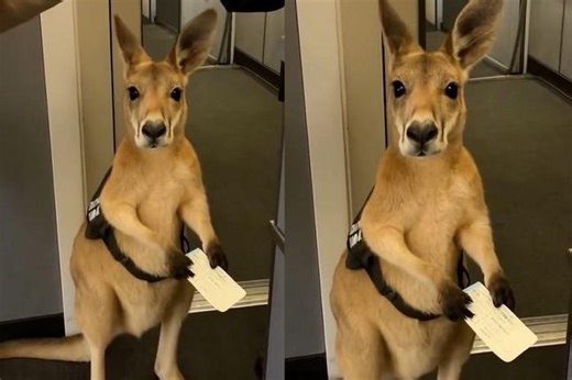 Video con kangaroo có vé nhưng bị cấm bay viral khắp cõi mạng, thực hư ra sao?
