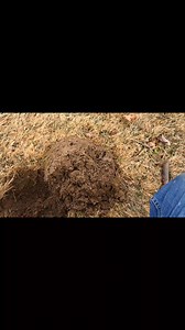 Digging a KG2 colonial copper. #metaldetecting #history #mainehistory #historylovers #historymatters #minelabdetecting | Historic Outings