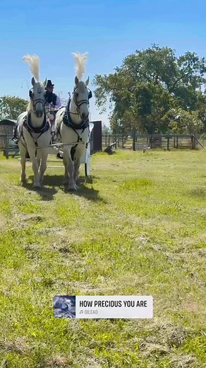 Precious moments…. #winecountry #carriage #winecountryweddingcarriages | Julie Weick Vasquez