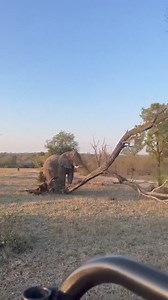 The power of elephants | My Monkey Jonny