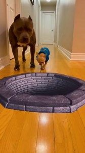 216K views · 1.5K reactions | I like how Rocky shows his helplessness towards Pipi  #PipiRocky #FunnyDogs #DogComedy #PetLife #ReelsFunny #ReelsViral | Pipi & Rocky | Facebook