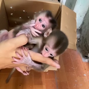 3K views · 77 reactions | Open the baby monkey box. Rescue the poor baby monkey from the hunter. | Vlog Monkey | Facebook
