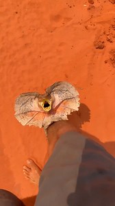 Meet our office’s latest drama queen: the frilled lizard! When the coffee runs out, she really knows how to make an entrance. 🦎💁‍♀️ 🎥 @semaskovish 📍Broome, Australia ……………………………… #frilledlizard #australia #outback #reels #broomepindan #thenaturefoundation #tnf #conservation #nature #photography #wildlifephotography #natureshots #naturegram #wildlife | The Nature Foundation