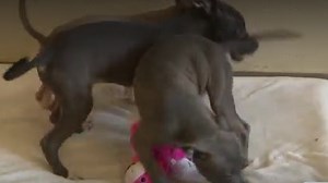 Monmouth County SPCA searching for owner of abandoned dogs