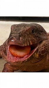 It might look like Little Foot, our red tegu, has giant chipmunk cheeks, but that thick area around his jowls is actually made up of solid muscle. You can see these strong muscles flexing when he chomps down on one of his favorite snacks, strawberries. | Cheyenne Mountain Zoo