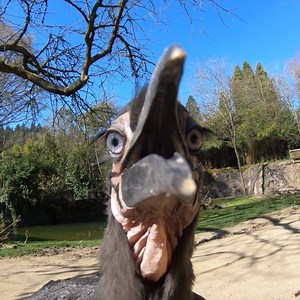 Maybelline the ground hornbill chick has graduated from floppy to flappy. | Oregon Zoo