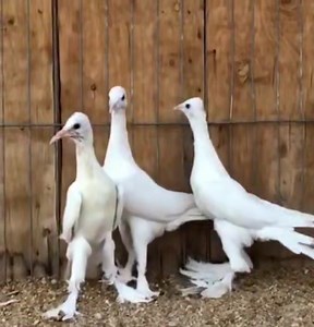 2.2K views · 101 reactions | Whats the name of Breed | Pigeon lovers | Facebook
