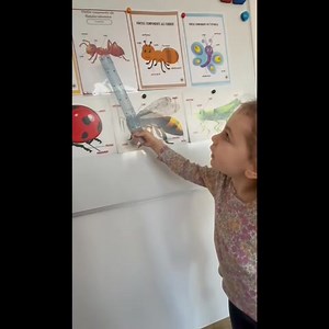 3K views · 51 reactions | Săptămâna aceasta explorăm lumea fascinantă a insectelor! 者 Copiii descopera rolul insectelor în natură, curiozități despre cum trăiesc, ce mănâncă și cât de importante sunt pentru echilibrul mediului.  Tot acum vorbim despre părțile corpului insectelor și am aflat ca fluturasul are urechi | Club Kiki | Facebook