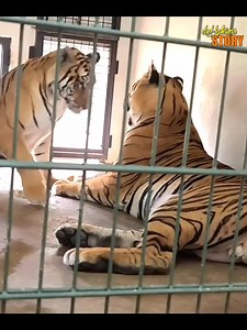 2.2M views · 18K reactions | Oh jadi gini kalau kucing besar alias harimau kawin? Harus cewe yang dempetin nih! #irfanhakim #dehakims #viralchallenge #Eshan #edukasikonten #fypchallenge #alshadahmad #Alhamdulillah #animallover #anomali #satwaliar | Irfan Hakim | Facebook