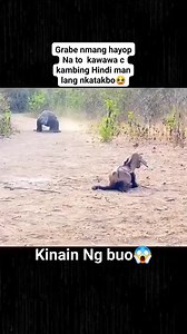 14K views · 72 reactions | Anong klaseng hayop Yan Ang laki | Night photographer | Facebook