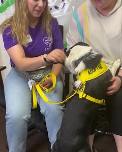 21 reactions | Todays SPCA of Northern Nevada 4 Legged BFF is Roxy! Learn about Roxy and all the adoptable pets on their website spcanevada.org | Alice Reno | Facebook