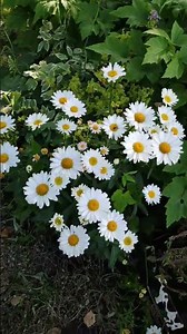 Lake Hill Farm At Hanawa, Toyako In Hokkaido Japan #japan #softserveicecream #softserve #icecream