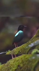 Oriental Green-breasted Pitta #birdskull #birdsofaustralia #birdseye #birdsong #birdstagram #BirdsOfAFeather #BirdsOfInstagram #birdsphotography #birdsofindia #birdsofprey #birdseyeview #birdsnest #birdsofig #birdselite #birdslover #birdsofparadise #birds | Pop 10M