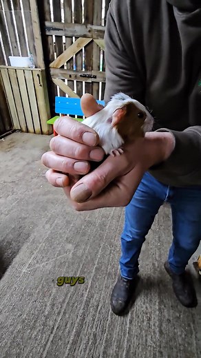 What's been happening on the farm ? #jobsagoodn #newlife #farmlife #familyfun #babyanimals #lancashire #openfarm | Windmill Animal farm