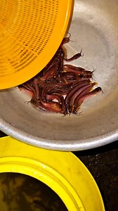 I am buying native horn fish fry from Bengal fish market in Naihati | Kolkata Fishing