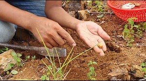 18 reactions | How to Find Gold and Diamonds Mining Diamonds, found a lot of gold, pearls under stone at mountain #AmaZing #reelsfb #reelsinstagram #reelsviral #natural #snail #facebookreels #page #Tiktok #goldjewellery #fyp | SP Miner | Facebook