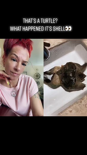 Unveiling the Mystery of the Three-Headed Turtle