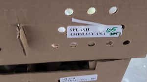 Blue baby chicks and blue eggs | Cackle Hatchery