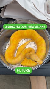 6.5K views · 107 reactions | UNBOXING OUR NEW SNAKE‼️ MEET OUR BOY...