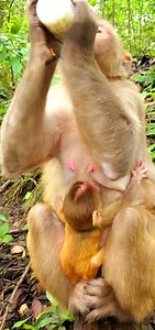 138K views · 2.3K reactions | Momy drinking milk baby drinking ? #reels #monkey #animals | Daily Interesting Stories | Facebook