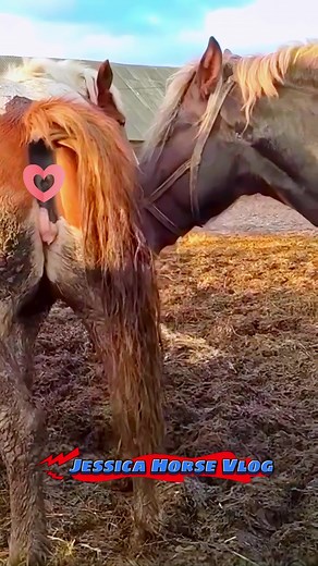 Beautiful stallion female horse is full ready to breeding #staillionfemalehorse #breeding #meeting #jessicahorsevlog #viralhorsemeeting