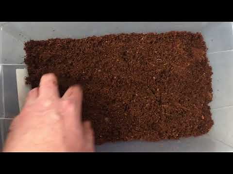 Make an Isopod Habitat!