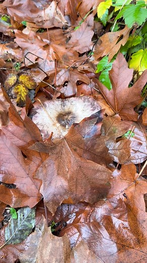 Did you know we have our own private hiking trails? Come visit Camp Lakeview and come see what mushrooms you can find! | Camp Lakeview Campground and Retreat Center