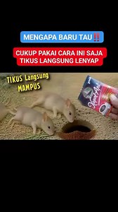 1.1M views · 4.6K reactions | Mengapa baru tau‼️Cukup pakai cara ini, Ratusan tikus langsung mampus #idekreatif #trending | Sidomakmur Indah | Facebook