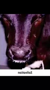 IBR Infectious Bovine Rhinotracheitis | Dairy Farm | Facebook