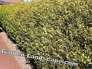 Andre: Goldliguster, Ligustrum ovalifolium Aureum - Care & Cutting | 2025