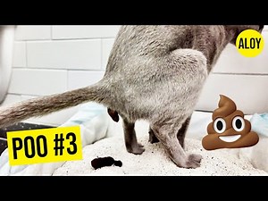 💩 Kitty Pooping - Vol. 3 💩 (DAY579)