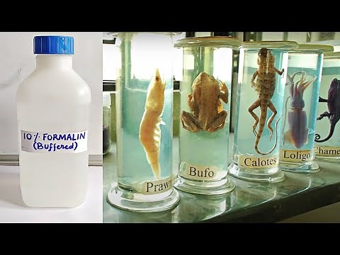 Neutral Buffered Formalin 10% NBF | Trump's fixative Preparation