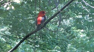 This scarlet tanager was videoed through a second-floor office window at the Museum. These birds are known to build their nests as high as 75 feet, and like to feast on caterpillars and berries. Video Credit: Nicole Smith | Mississippi Museum of Natural Science