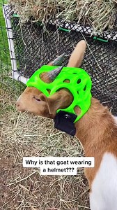 This is pretty cool 😎 Goats of Anarchy Saving lives #Bo #Goat #animals #Horses #satisfying #foryou #education #reels | The Real Players Inside The Backstretch
