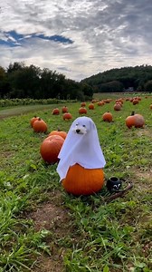 🟠⚫️🟠⚫️ Happy Halloween!!!! 🎙 On est en direct jusqu'à 10 heures, pour vous réveiller dans la bonne humeur (et pas vous faire peur!) | RJFM