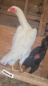 White shamo hen | SHAMO UK