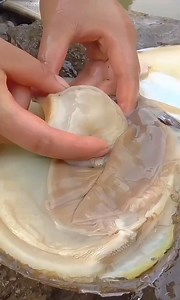 The mystery of precious pearls in mutated river clams #pearl #pearls #pearljewelry #goldenpearl #pickingpearls | AFY | Facebook