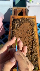 It’s been too cold to check on the bees, but we sure do miss our girls🐝 #greeksbees #queenbee #bees #honey #beekeeper #honeycomb #beekeeping #floridabeekeepers #brevardcounty #honeybees #local #localhoney #melbourne #melbournebeach #indialantic #palmbay #apiary #welovebees #apismelifera #floridabees #spacecoast #savethebees #backyardbeekeeping #apiary #buzzworthy #insects #pollinators #apicultura #beeswax | Greeks Bees