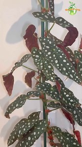 Houseplant Propagation - Begonia Maculata #begonia #plants #houseplant #indoorplants #gardening #thegreenearth | The Green Earth